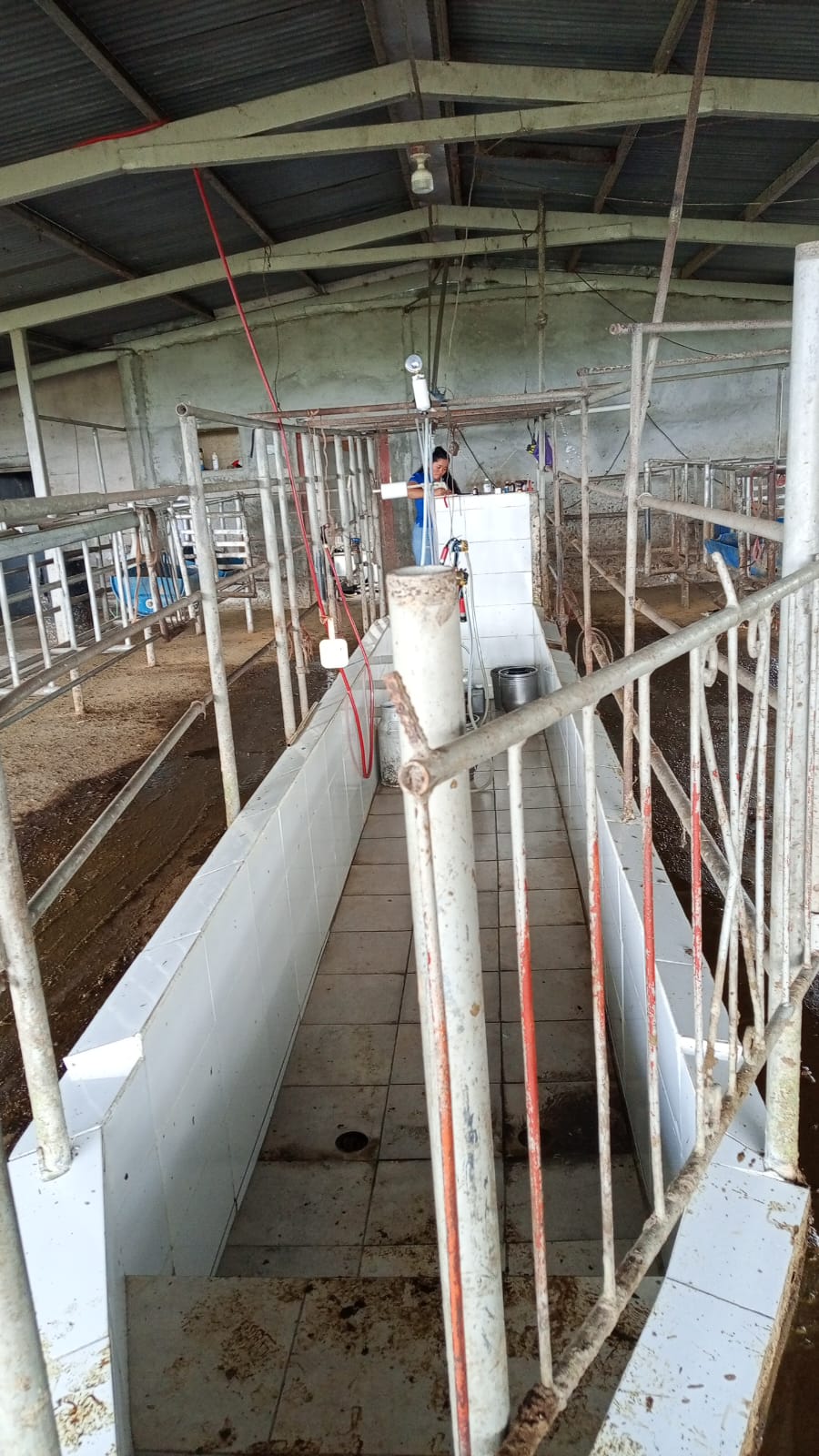 Sala de ordeño sistema fijo instalado por Agro Ordeño — mantenimiento Chiriquí