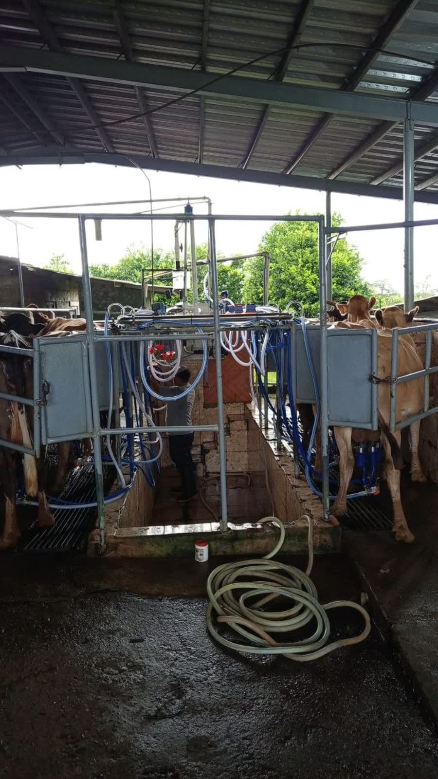 Sistema de ordeño fijo instalado en finca lechera — Chiriquí 2025