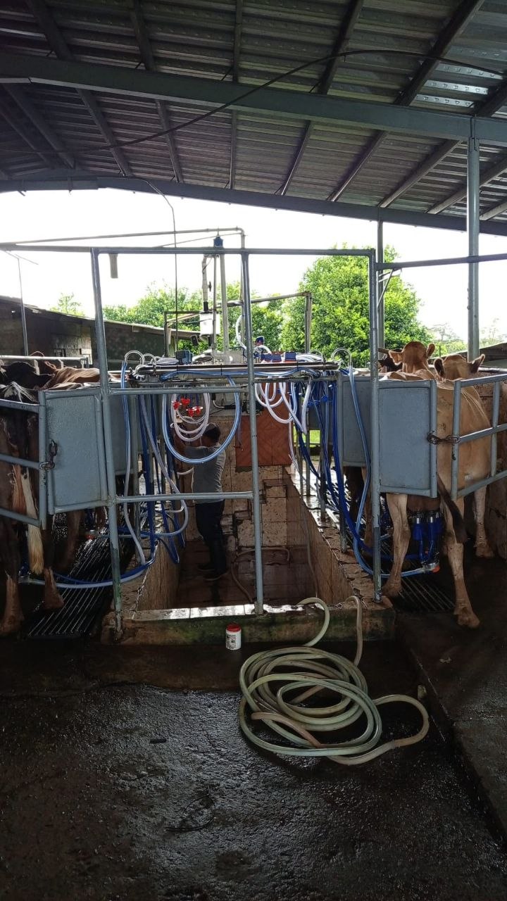 Sistema de ordeño GMZ 8 puestos con pulsación electrónica instalado en finca — Chiriquí, diciembre 2025